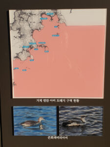 아비류 집단 도래지, 우리 거제 스토리 8